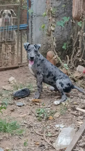 Dogue alemão macho 6 meses