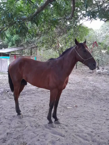 Vende-se cavalo mestiço .
