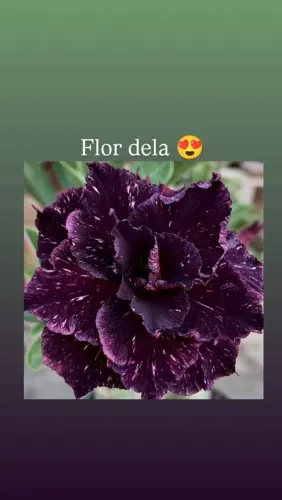 Rosa do deserto rara