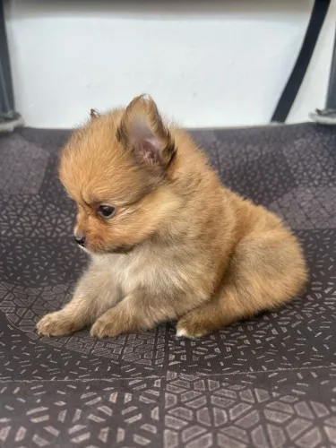 Spitz Alemão / Lulu da Pomerânia laranja sable - Macho Dócil e Peludão