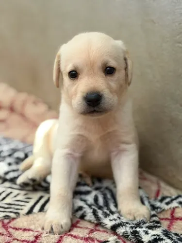 Labrador para salvador