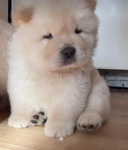 Filhotes de Chow Chow  | Filhotes super dóceis e meigos.
