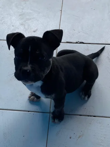 Vendo filhote de american bully