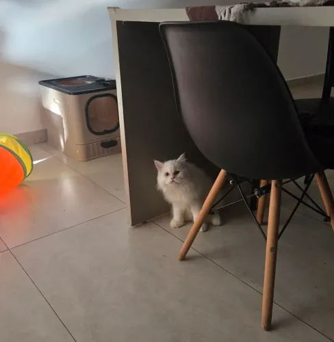 Gato Persa Filhote