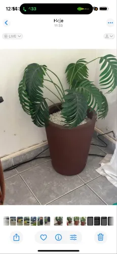 Vaso de Planta 
