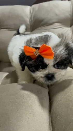 Filhotes de shih tzu mini