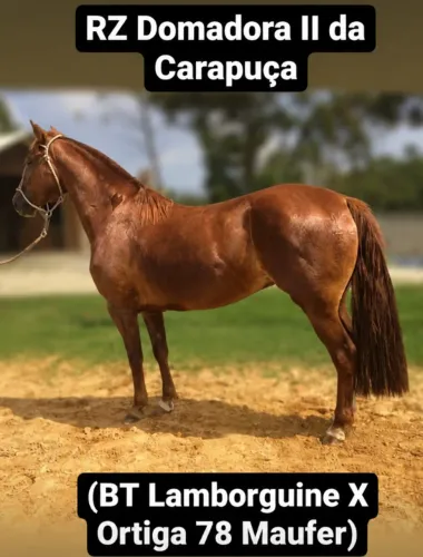 Égua Crioula Marca Carapuça 