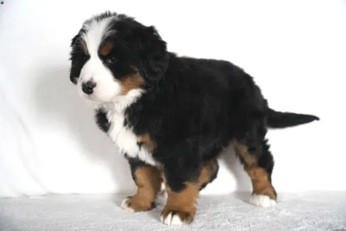 Bernese disponível hoje - leve agora
