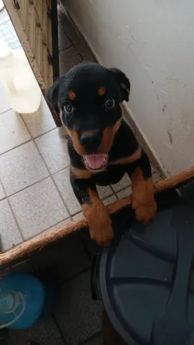Rottweiler Macho