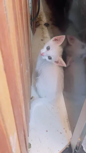 Adoração responsável de gatinhos