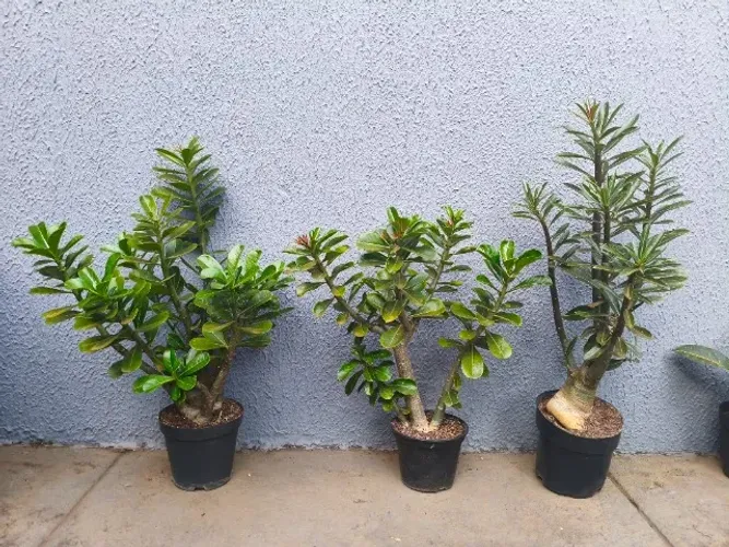 Rosa Do Deserto 