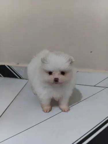 Spitz alemão 