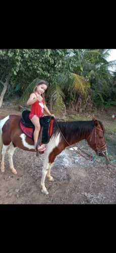 Cavalo pampa