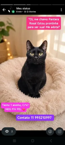 Pantera Rosa