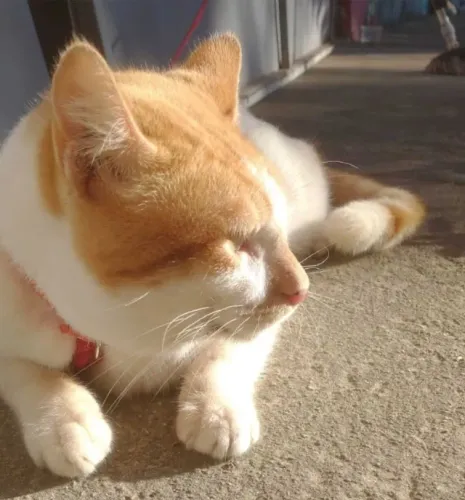 GATO PARA ADOÇÃO. LEVO ATÉ VOCÊ.