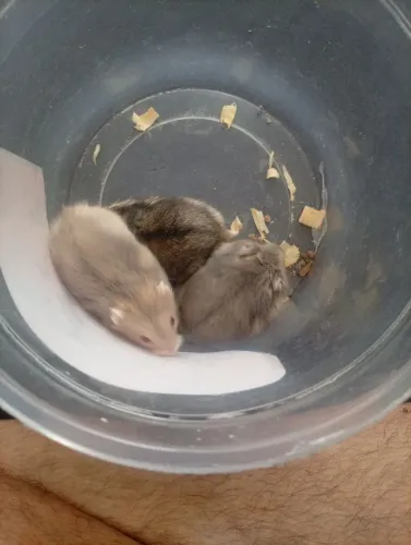 Hamster russo anão