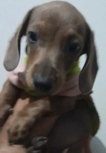 VENDO UM LINDO FILHOTE MACHO DE BASSET DACHSHUND. MERLE BLUE! ESSA COR É RARIDADE.