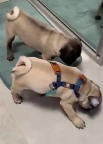 Pug