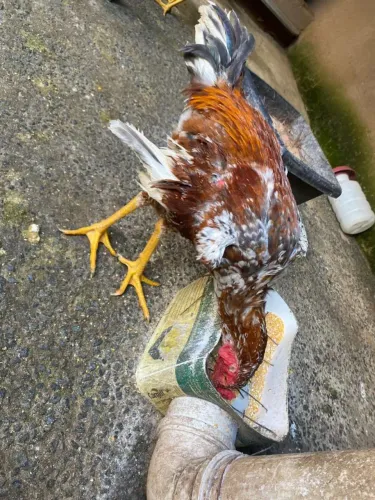 Vendo frango indio gigante com caipira 