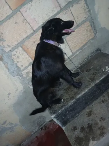 Doação de uma cachorra