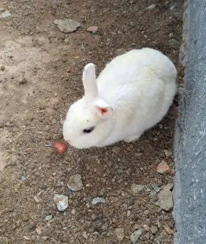 Coelho Mini Hotot Fêmea 