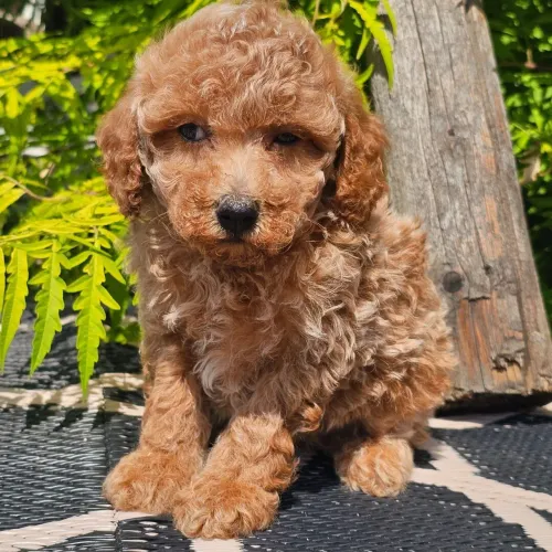 Filhote Poodle Red : Super inteligente 