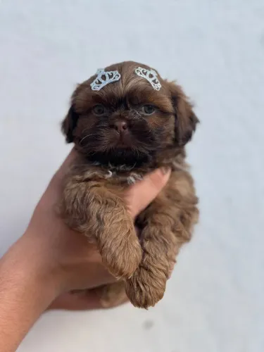 Shih Tzu de qualidade para quem ama a raça