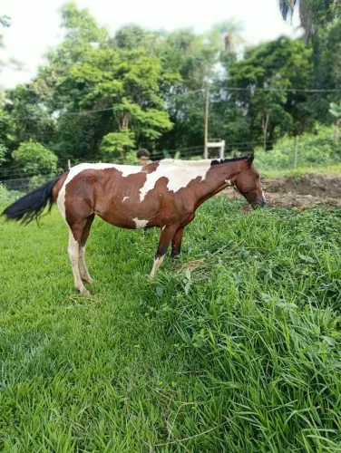 Égua pampa de castanho