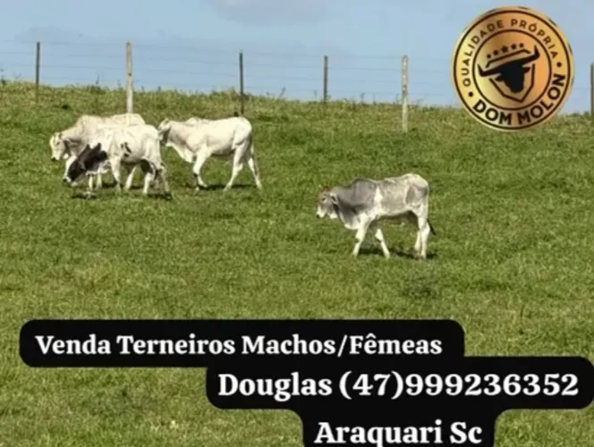 Terneiros