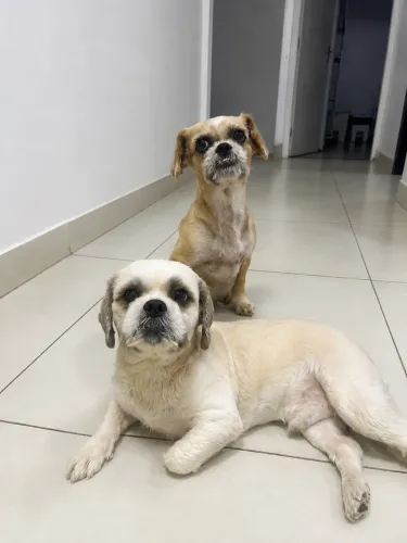 Adoção responsável macho e fêmea