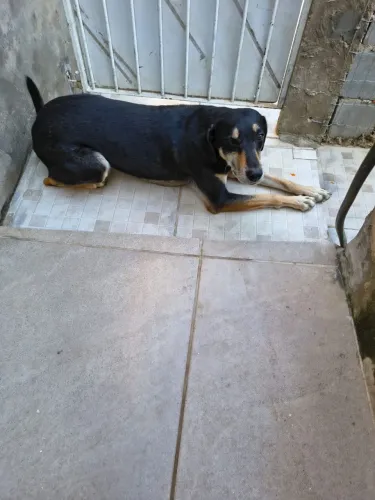 Doa-se casal de cachorros