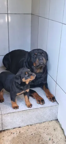 Rottweiler fêmea 