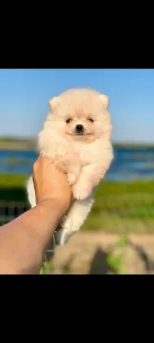 Fêmeas de Spitz Alemão (Lulu da Pomerânia)