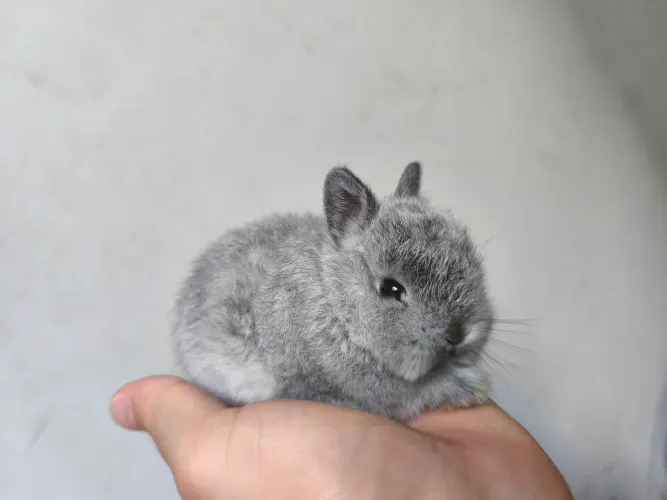 Mini coelho
