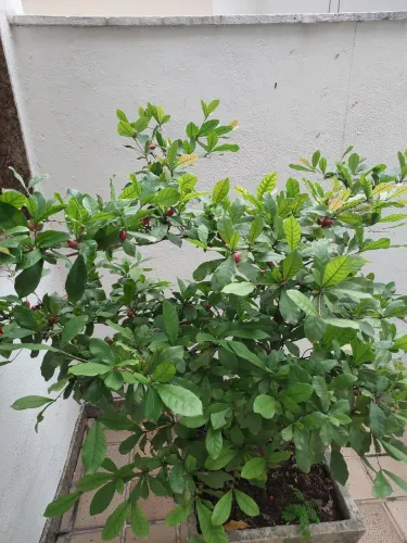Fruta do milagre