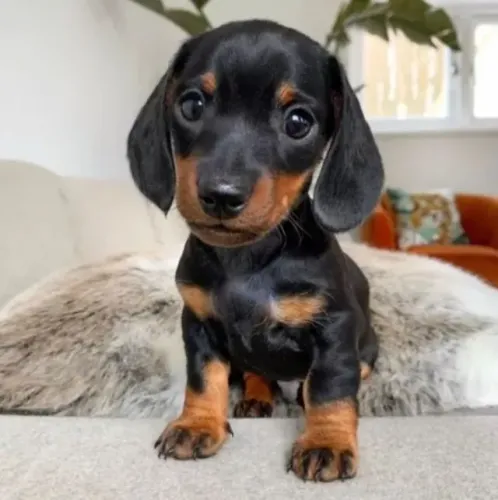 Dachshund: Um Novo Companheiro para os Próximos Dias
