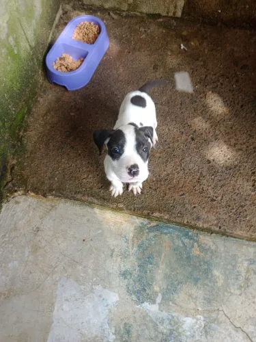 Filhotes de Pit Bull x Dogo Argentino 