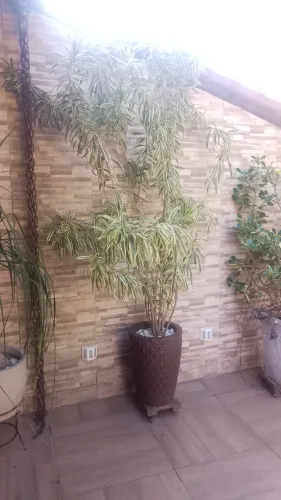 Plantas em Vasos de Polietileno 