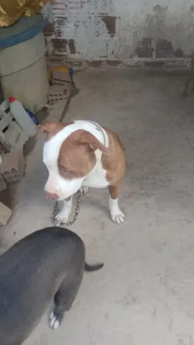 Quero vender uma Pit Bull com 9 meses motivo da venda vou morar em apartamento ou troco