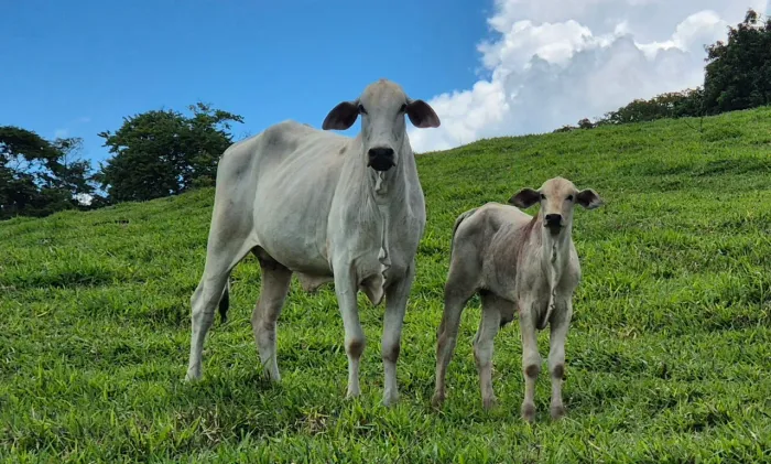 Vacas Nelores Paridas