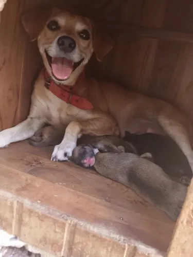 Doação cachorrinhos