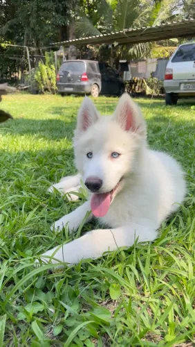 Vendo husky siberiano