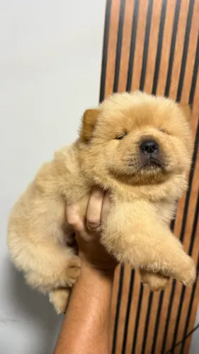 Filhotes de Chow Chow