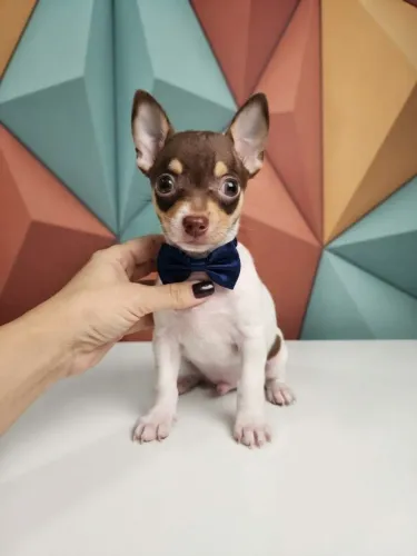 Pinscher Menino Amoroso que Encanta a Todos
