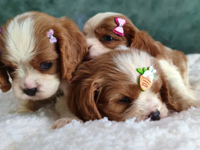 Cavalier King Spaniel
