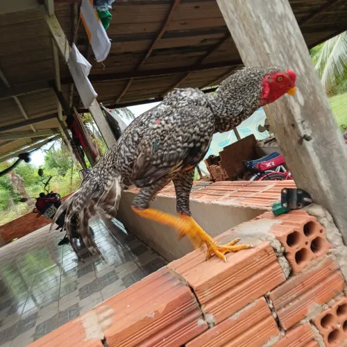 Vende se frango indi carijó valor 300