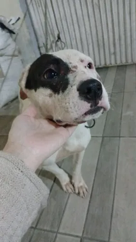 Doa se pitbull femea