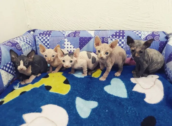Filhotes da raça Sphynx - Acomp. Pedigree
