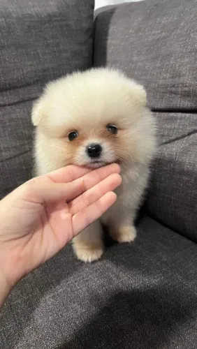 Lulu da Pomerânia Macho
