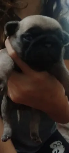 PUG FÊMEA EMACHO